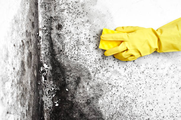 Best White Mold Remediation in Checotah, OK