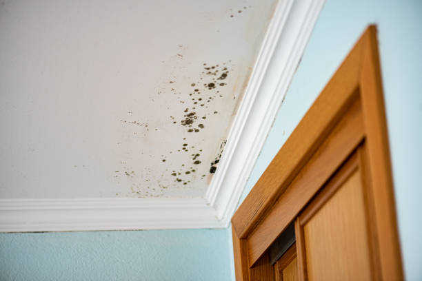 Best Mold Testing and Inspection Services in Checotah, OK