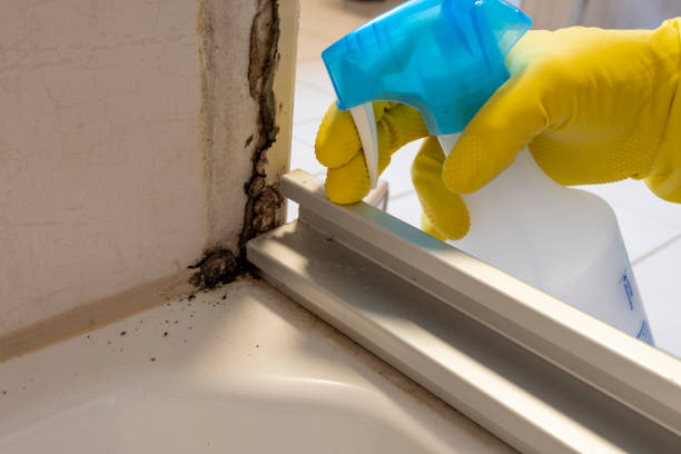 Best Basement Mold Remediation in Checotah, OK