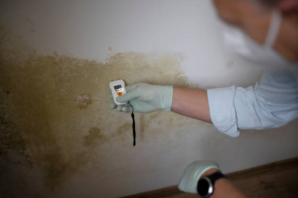 Best Industrial Mold Remediation in Checotah, OK