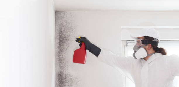 Best Commercial Mold Remediation in Checotah, OK