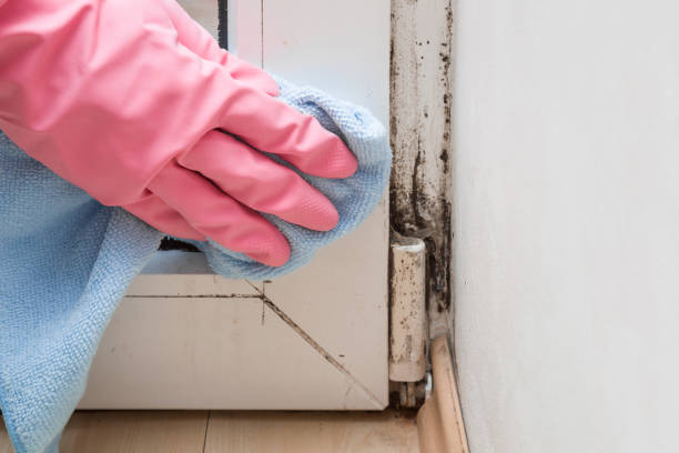 Best HVAC Mold Remediation in Checotah, OK